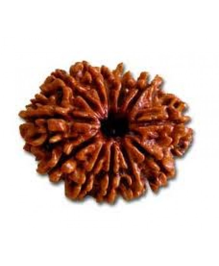 12 Mukhi Rudraksha